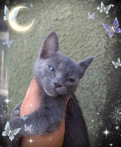 Lindos filhotes de gato blue Russ