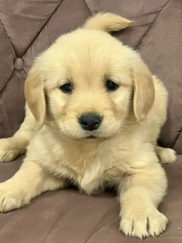 golden retriever fofos