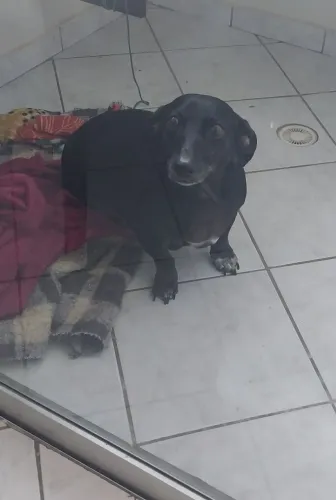 Cachorro para adoçao