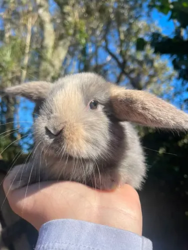 Filhotes de mini coelhos 