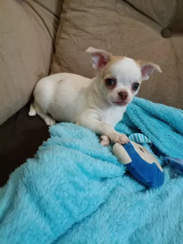 Chihuahua Macho, Linhagem Russa, em 10x, entregamos 