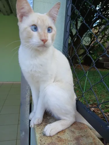 Doação gatinho lindo e carinhoso.