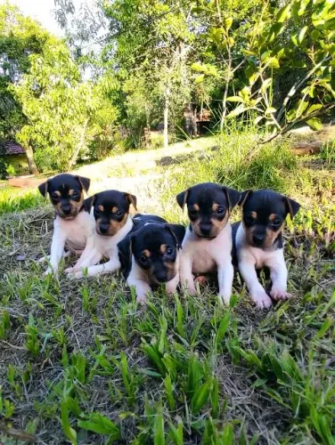 Fox Paulistinha Super Dóceis 