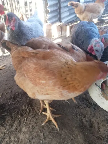 Vendo 20 galinha 
