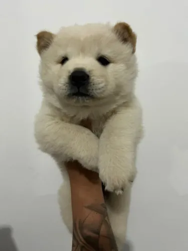 Filhotes de Chow Chow ? Lindos, Peludos e Bem Socializados