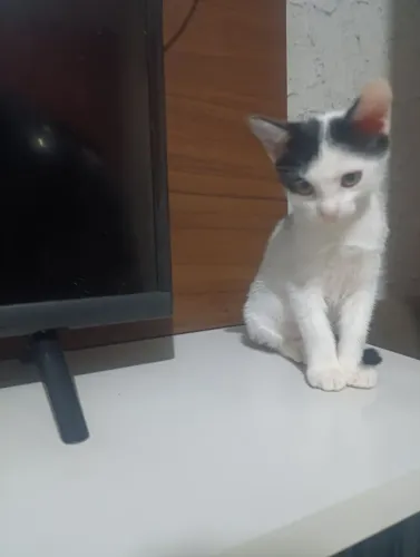 Gatinha para doação 