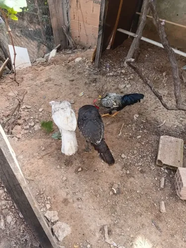 Vendo peru macho
