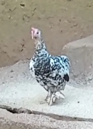 Galinha galize sura ovo azul
