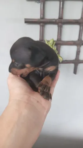 PINSCHER NÚMERO 1 MINE 450