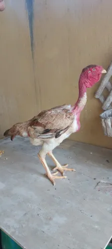 Índio gigante e polaco gigante 