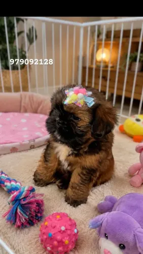 ShihTzu