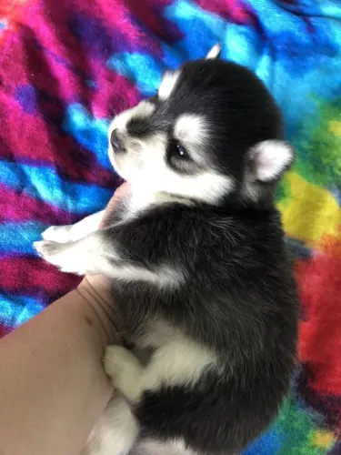 Husky siberiano O pet ideal para trazer mais alegria aos seus dias
