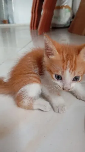 Adote um gatinho 