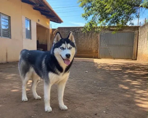 Doa-se husky siberiano