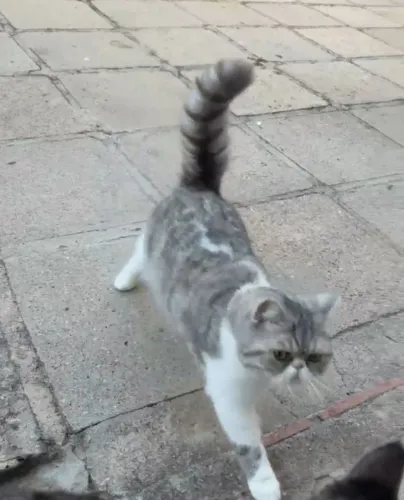 GATO PERSA COM PEDGREE 