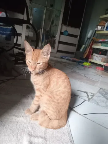 Gato laranja para adoção 