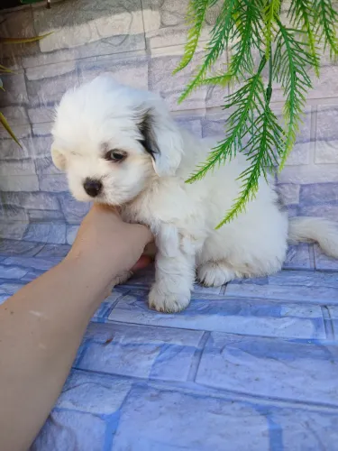 Shitzu machinho branquinho lindo
