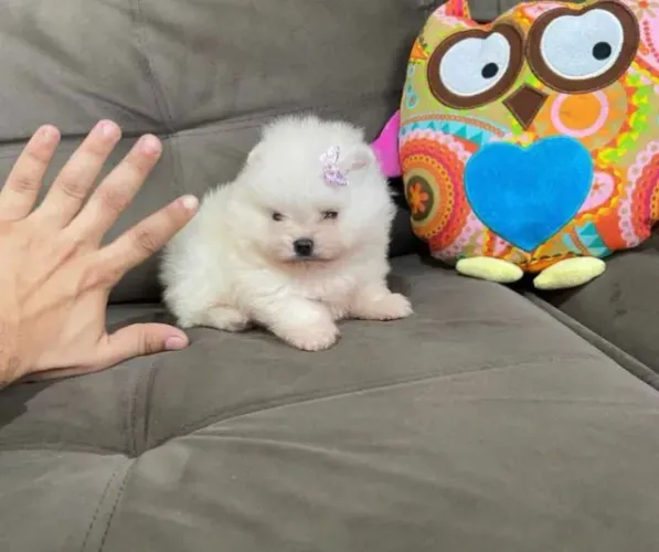 Cachorro Spitz Alemao filhote puro muito peludo garanta o seu