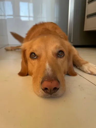 Doa-se cachorro