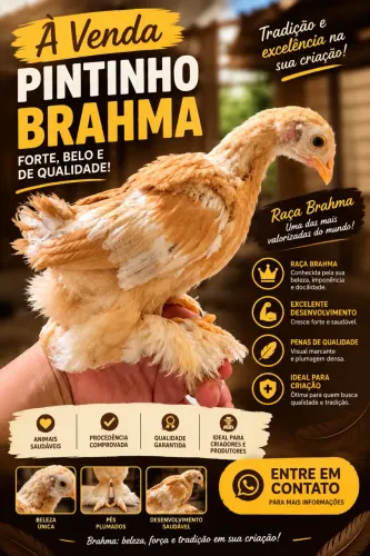Pintinho Brahma