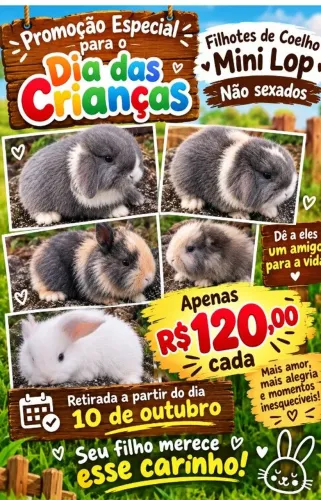 Filhotes de coelho mini lop