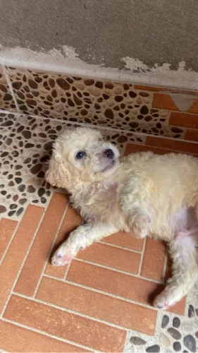 Filhote de Poodle 