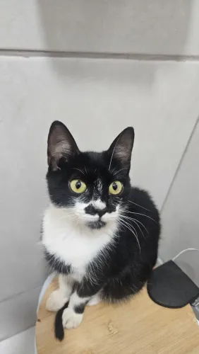 Adoção de gato