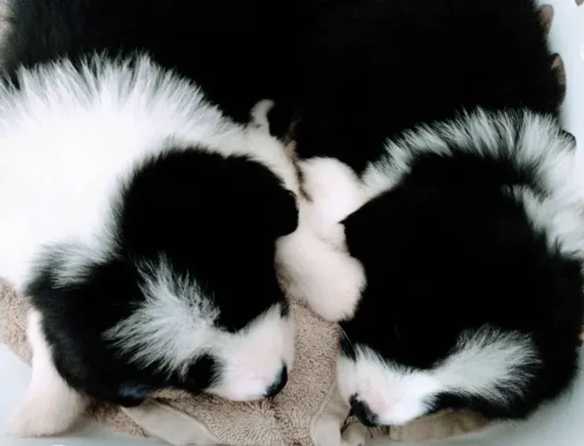 Filhotes de Border Collie | Filhotes com muito afeto.