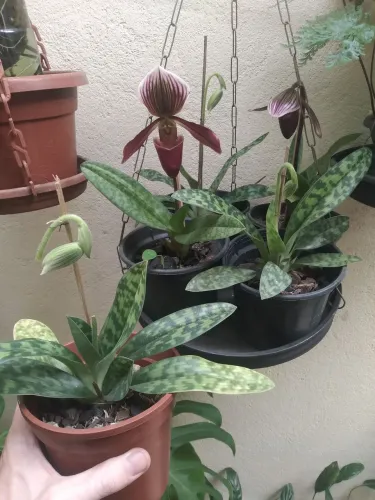 Orquidea sapatinho vinho