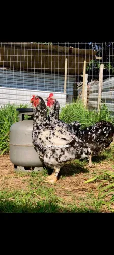 Galinha GSB