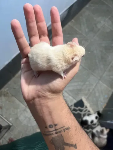 Doa-se hamsters 