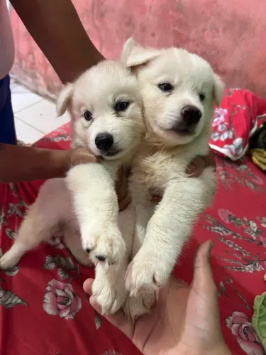 Filhote de cachorro siberiano