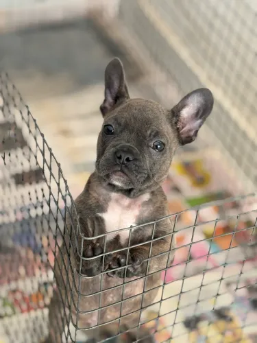 Filhote buldogue francês macho