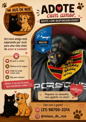 Gatos para adoção responsável 