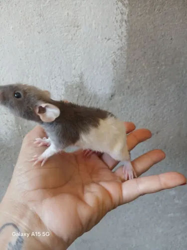Rato Twister