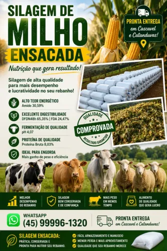 Silagem de Milho Ensacada - Pronta Entrega em Cascavel