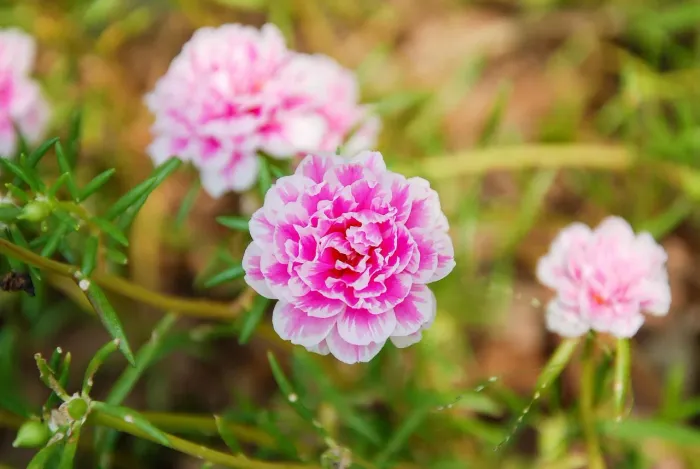 Muda de flor onze-horas, Portulaca, flor-de-seda