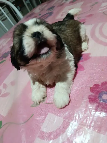 Cachorro Shitzu