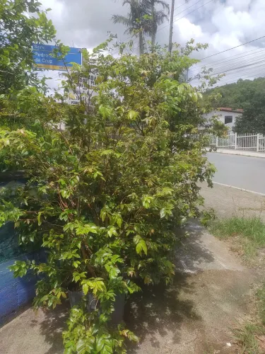 Muda de Jabuticaba