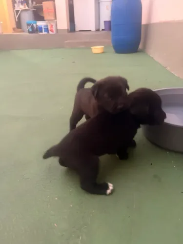 Filhotes (mistura de labrador)