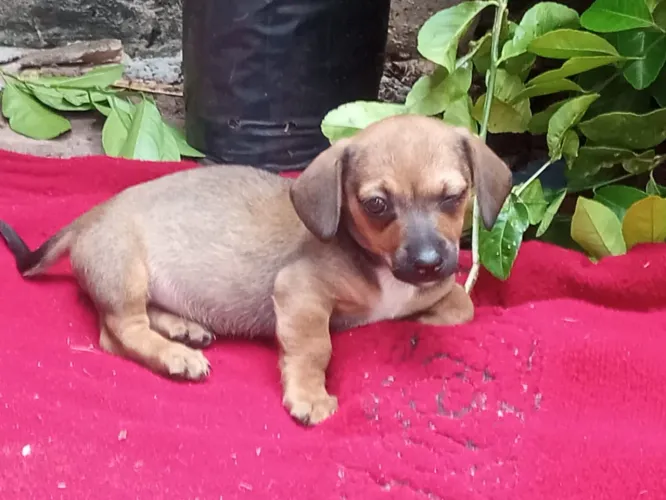 Daschund 