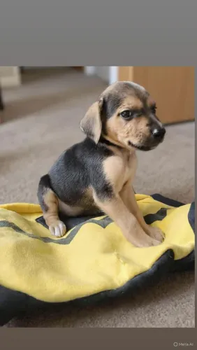 Filhote machos e fêmeas 