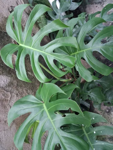 Costela de Adão gigantesca