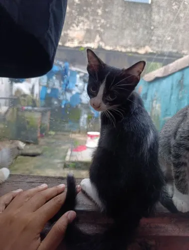 Gatinho frajola macho 