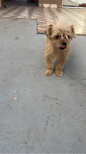 Cachorro