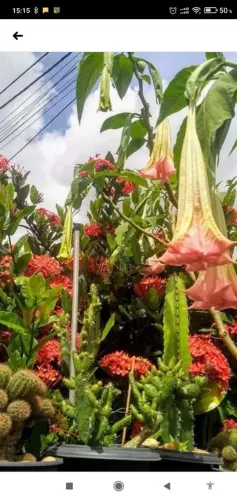 Planta saudável