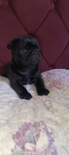 Pug fêmea