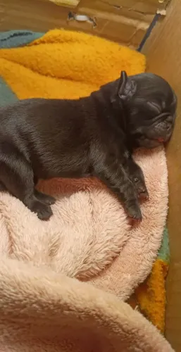 Pug disponível para reserva 