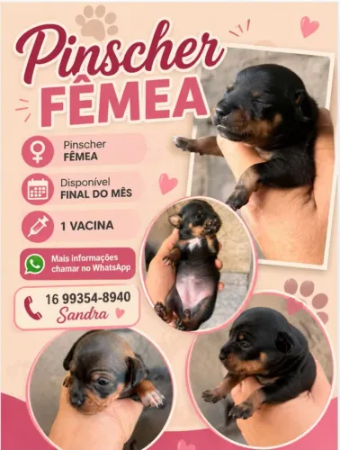 Pinscher fêmeas