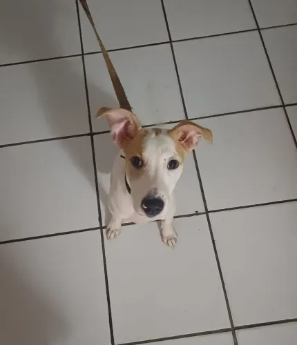 Lindo cãozinho! 5 Meses Mestiço/ Porte Médio para adoção.